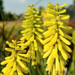 Fakľovka LEMON POPSICLE kv2