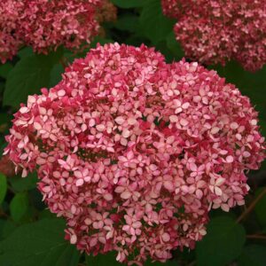 Hortenzia stromčekovitá PINK ANNABELLE kv