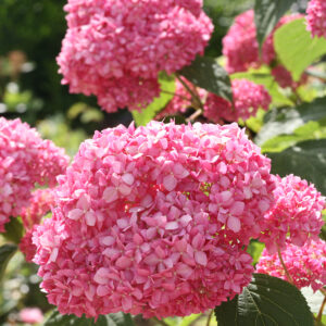 Hortenzia stromčekovitá PINK ANNABELLE kv4