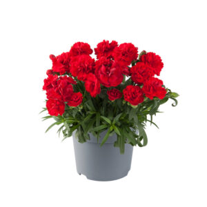 Klinček záhradný CODE® BRIGHT RED kv3