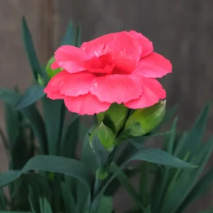 Klinček záhradný CODE® SALMON kv3