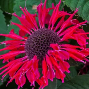 Monarda BEE HAPPY kv