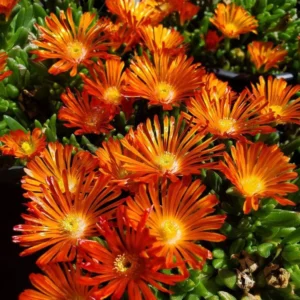 Poľudňovka COOPERI OCEAN SUNSET™ ORANGE VIBE kv
