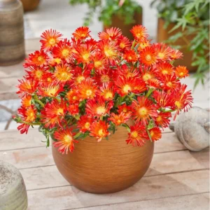 Poľudňovka COOPERI OCEAN SUNSET™ ORANGE VIBE kv2