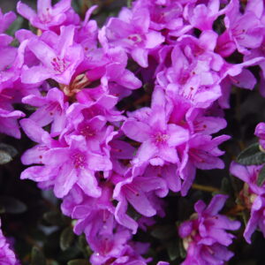 Rododendron FROST HEXE kv