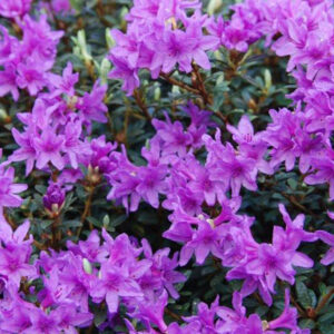 Rododendron FROST HEXE kv2