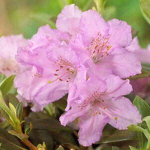 Rododendron LAVENDULA kv