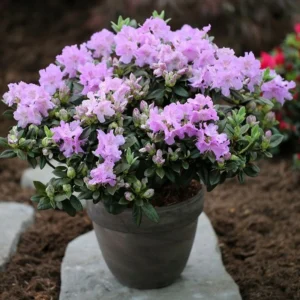 Rododendron LAVENDULA kv2