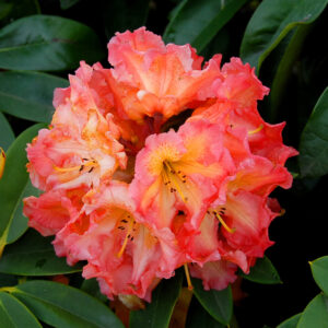 Rododendron hybridný SUNFIRE kv