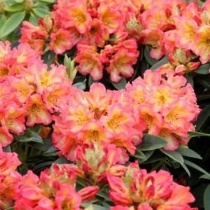 Rododendron-hybridny-SUNFIRE-kv4