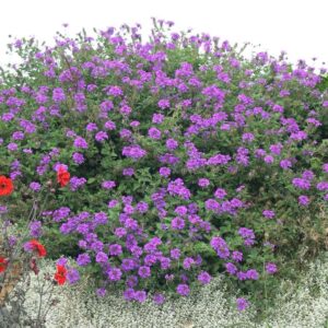 Železník VERACITY PURPLE kv