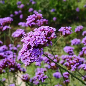 Železník VIOLETTA kv3