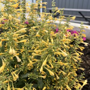 Agastache SUMMERLONG LEMON kv2
