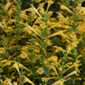 Agastache SUMMERLONG LEMON kv5