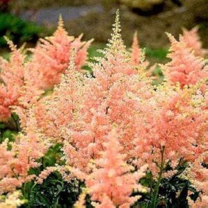Astilba arendsova PEACH BLOSSOM kv