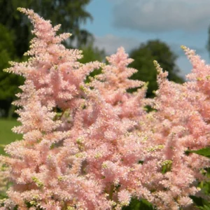 Astilba arendsova PEACH BLOSSOM kv2