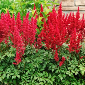 Astilba arendsova RED SENTINEL kv