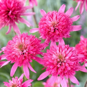 Echinacea Purpurea MINI BELLE kv2