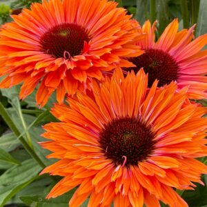 Echinacea Purpurea SUNSEEKERS MINEOLA kv
