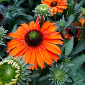 Echinacea Purpurea SUNSEEKERS MINEOLA kv4