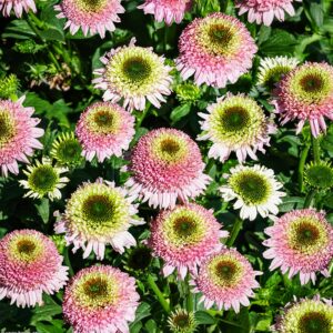 Echinacea purpurea sombrero® DOUBLE PINK kv2