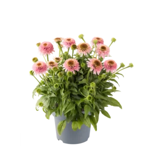 Echinacea purpurea sombrero® DOUBLE PINK kv4
