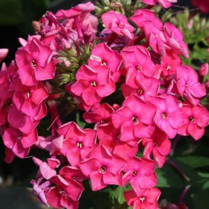 Flox metlinatý KA-POW PINK kv3