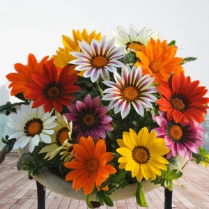 Gazania rigens NEW DAY mix kv3
