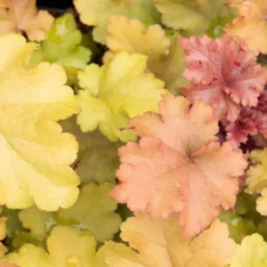 Heuchera MARMALADE kv2