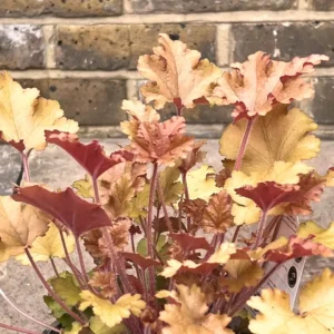 Heuchera MARMALADE kv4