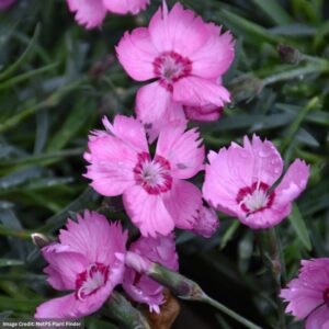 Klinček Mountain Frost PINK TWINKLE kv2