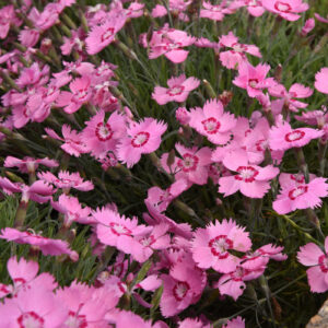 Klinček Mountain Frost PINK TWINKLE kv3