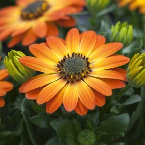 Osteospermum DALINA ORANGE kv