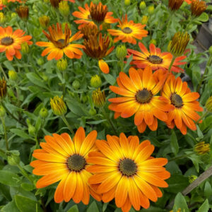 Osteospermum DALINA ORANGE kv3