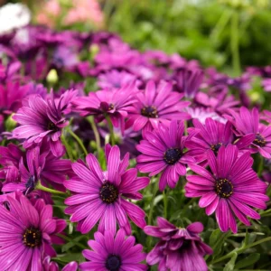 Osteospermum DALINA PURPLE kv