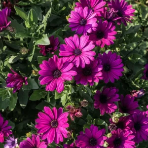 Osteospermum DALINA PURPLE kv2