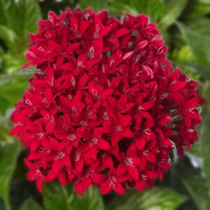 Pentas LUCKY STAR LIPSTICK kv2