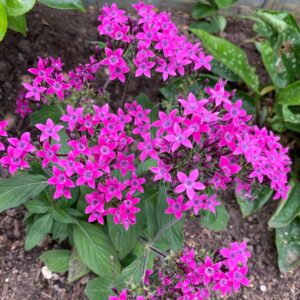 Pentas LUCKY STAR VIOLET kv2