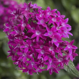 Pentas LUCKY STAR VIOLET kv3