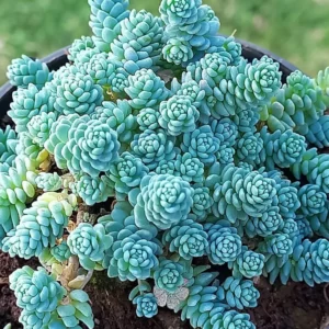 Rozchodník DASYPHYLLUM kv3