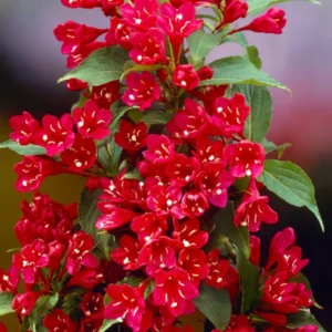 Vajgela NEWPORT RED kv2