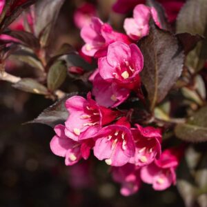 Vajgela floridská VICTORIA kv