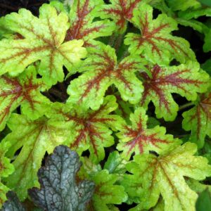 Heuchera ALABAMA SUNRISE kv2