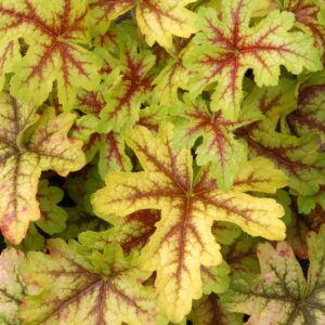 Heuchera ALABAMA SUNRISE kv3