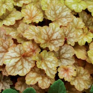 Heuchera GINGER ALE kv2