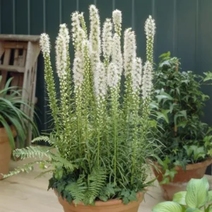Liatra FLORISTAN WHITE kv2