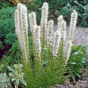 Liatra FLORISTAN WHITE kv3