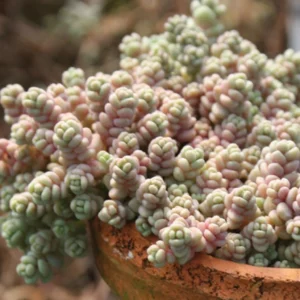Rozchodník DASYPHYLLUM SILVER ROSE kv4