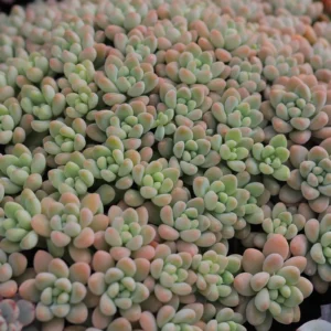 Rozchodník DASYPHYLLUM kv2