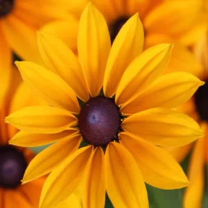 Rudbekia RUDY YELLOW BLACK CONES kv